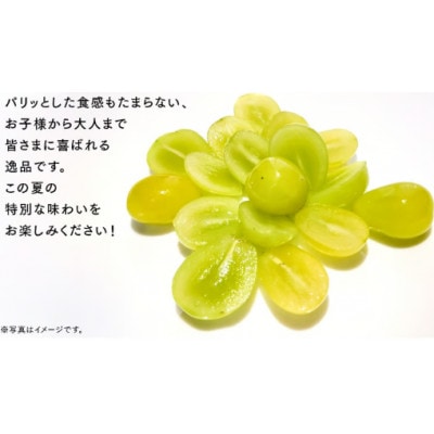 シャインマスカット 1.3kg(2房)【2026年9月より発送開始】(茨城県共通返礼品:結城市産)