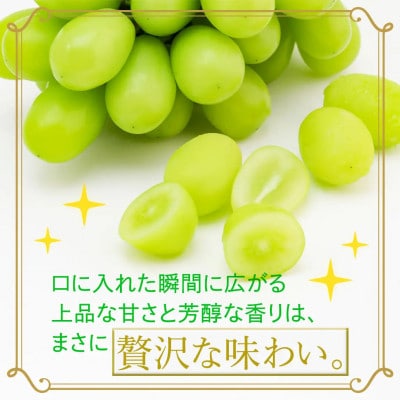 【2026年9月より発送開始】シャインマスカット 1.3kg(2房)(茨城県共通返礼品:結城市産)
