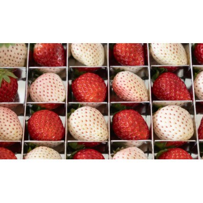 赤白いちごの宝石箱アソート 36粒 【2025年12月から発送開始】(茨城県共通返礼品:城里町産)