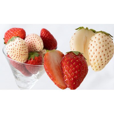 赤白いちごの宝石箱アソート 36粒 【2025年12月から発送開始】(茨城県共通返礼品:城里町産)