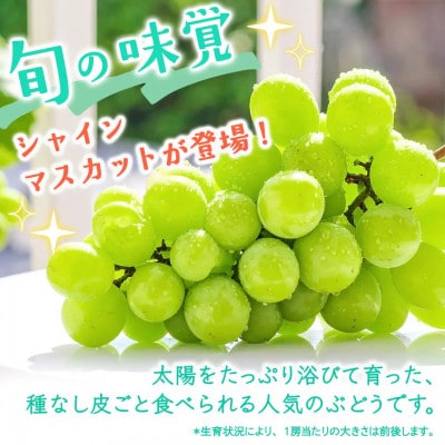 【2026年9月～発送開始】シャインマスカット 5kg(約8～12房)(茨城県共通返礼品:結城市産)