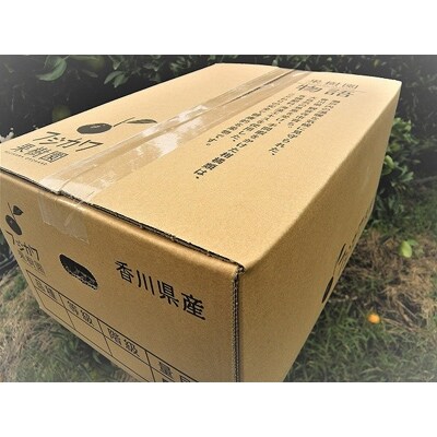 甘夏柑 フリーサイズ(S~L) 約5kg