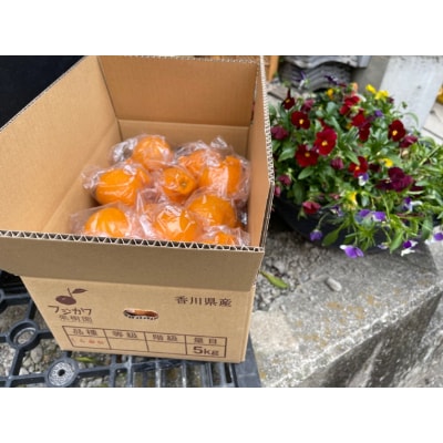 【2026年度出荷】低温貯蔵ハウス不知火　約5kg(フリーサイズ:L～3Lサイズ混合　16～23玉)