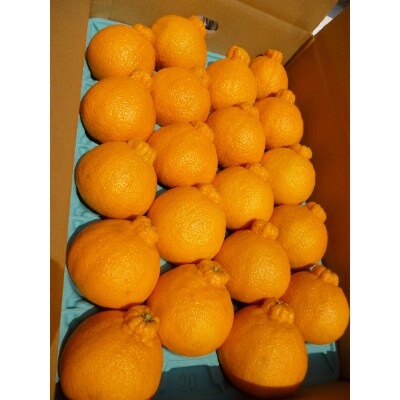 讃岐しらぬひ 特選20玉(2Lサイズ)
