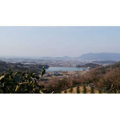 はるみ　約3kg