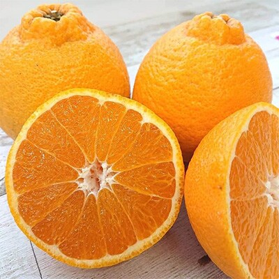 【発送月固定定期便】フジカワ産地直送便・季節の彩どり柑橘セット全6回