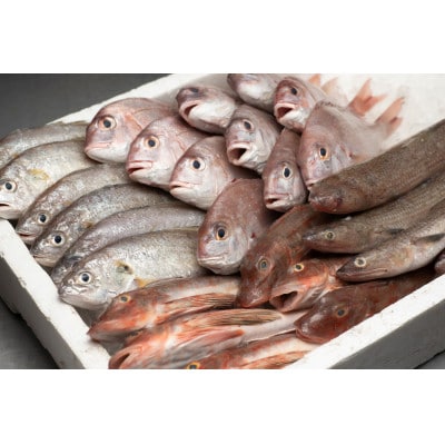 【香川県産魚入りお刺身蒲鉾】仁加屋かまぼこ詰合せセット-6