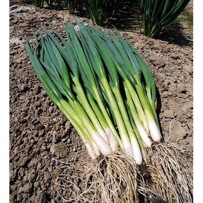観音寺市大野原産　柔らかくて美味しい　青ねぎ　約5kg