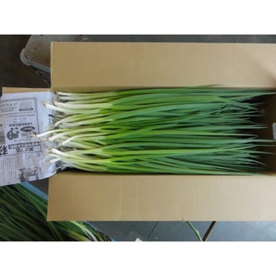 観音寺市大野原産　柔らかくて美味しい　青ねぎ　約5kg