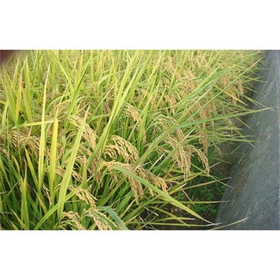 令和2年産 香川県産「コシヒカリ」10kg