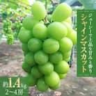 シャインマスカット　約1.4kg
