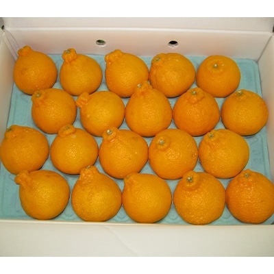 不知火(しらぬひ)　約5kg