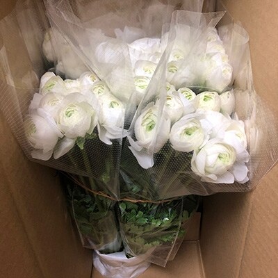 ラナンキュラス「雪てまり」切花　50本