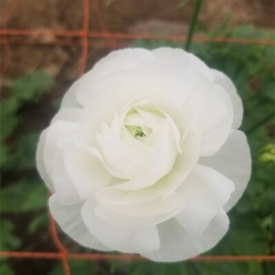 【年明け発送】ラナンキュラス「雪てまり」切花　50本
