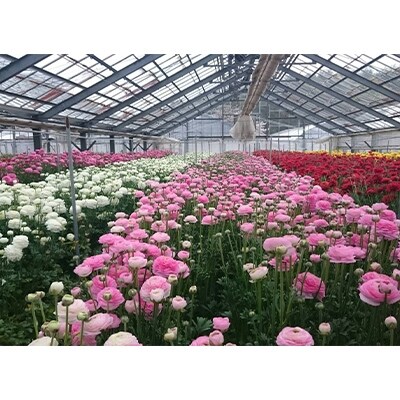 【年明け発送】ラナンキュラス「雪てまり」切花　50本