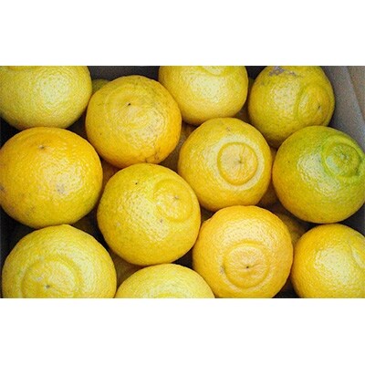 さわやかな甘さ「はるか」　約5kg