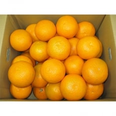 清見　約10kg