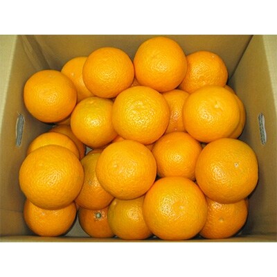 清見　約10kg
