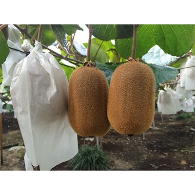 香川県オリジナルキウイ「香緑(こうりょく)」約1.2kg