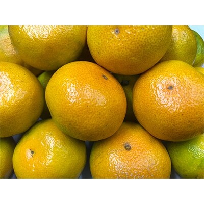 ゆら早生みかん　約3kg