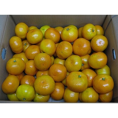ゆら早生みかん　約10kg