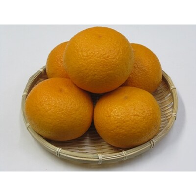 甘夏柑　約10kg