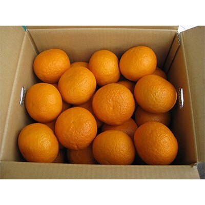 甘夏柑　約10kg