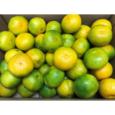 小出さんの早出しみかん(極早生)約4kg