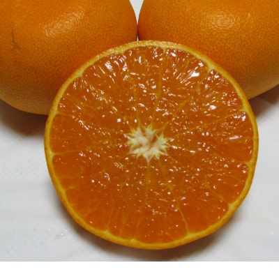 訳ありせとか　約3kg