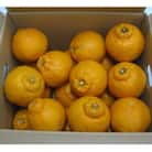 不知火(しらぬひ)約3kg