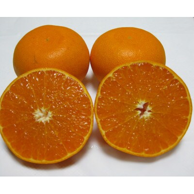 せとか　約3kg