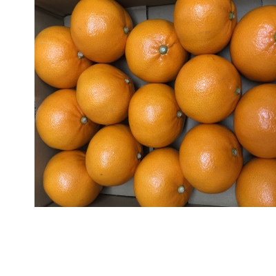 せとか　約3kg
