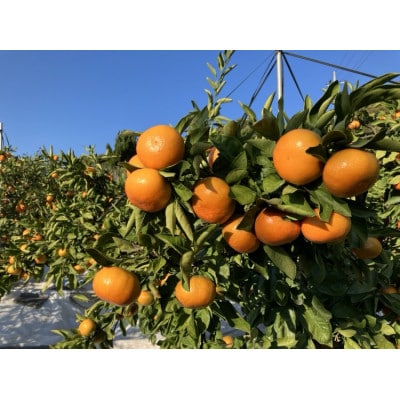 【大収穫祭・特別企画】小原紅早生みかん「ちょっと大きな2Lサイズ」　約5kg