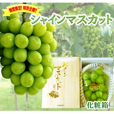 シャインマスカット　1房化粧箱入り