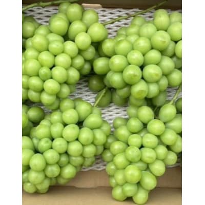加工品作りに最適!!　加工用ぶどう　約2kg