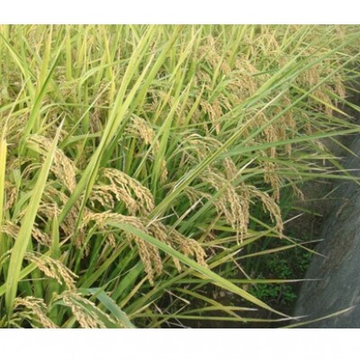 令和5年産　　香川県産「あきさかり」8kg