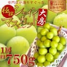 【2025年8月中旬より順次発送】極撰!大房シャインマスカット　1房(約750g)
