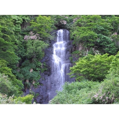 【令和7年産】 特別栽培米 コシヒカリ 5kg×1 (無洗米)