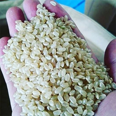 白山の恵み 令和元年産コシヒカリ(精米済み10kg)