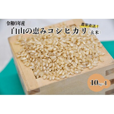 白山の恵み 令和6年産 コシヒカリ(玄米)10kg