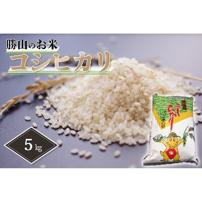 勝山産コシヒカリ ちゃまごん米 5kg 精米
