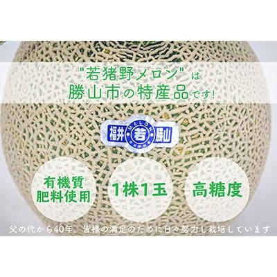 若猪野メロン1.7kg以上1玉入り