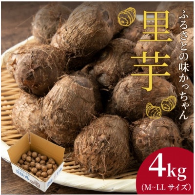 【2025年10月上旬より順次発送予定】里芋　4kg