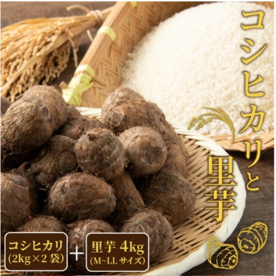 【2025年10月上旬より順次発送予定】コシヒカリ4kg・里芋4kg