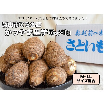 勝山市てらお産 かつやま里芋 5kg お礼品詳細 ふるさと納税なら さとふる