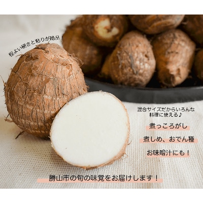 勝山市てらお産 かつやま里芋 5kg