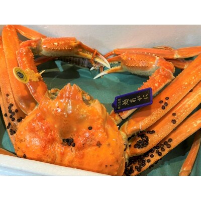 献上品質!越前ズワイガニ 約1.1kg×1杯　タグ(ダブル)付