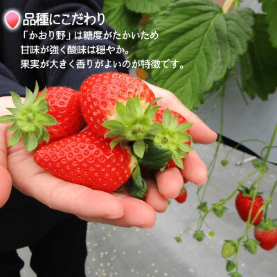 べり果の自家製カップいちごアイス(12個入り)