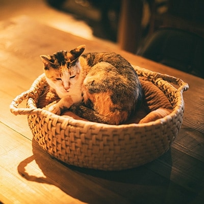 猫の寝床兼籠