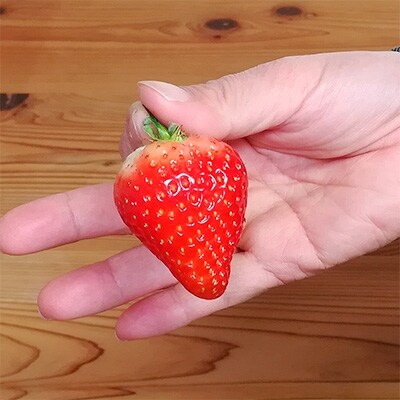【数量限定】　愛媛県オリジナル苺「あまおとめ」(久万高原町産)　イチゴ化粧箱2箱
